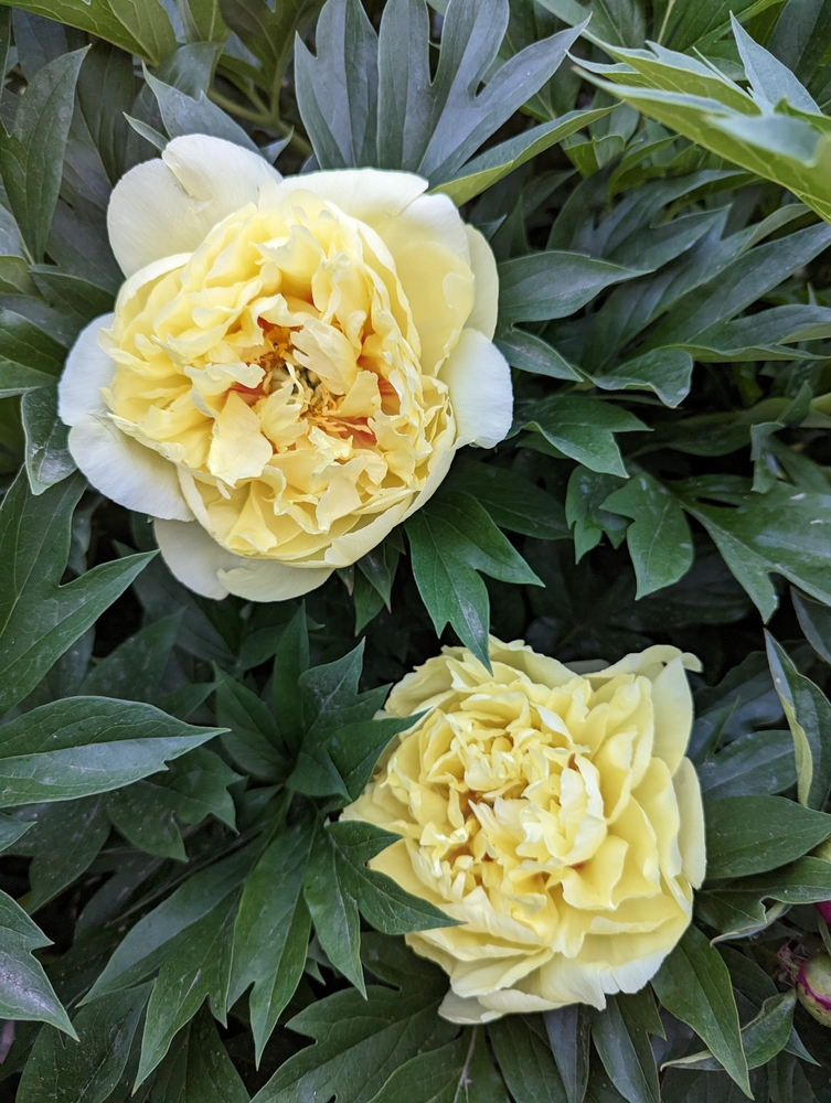Two pale yellow peony flowers in bloom surrounded by green leaves.