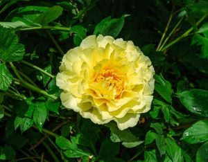 A single yellow peony flower in full bloom surrounded by green leaves in bright sunlight.