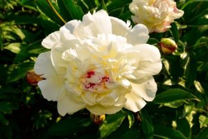 A Paeonia 'Raggedy Ann' Peony Rose in a 10" pot, featuring a large white bloom with pink-tipped petals, surrounded by green leaves and unopened buds.