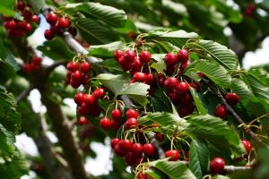 Clusters of ripe red cherries hang among green leaves on the Prunus 'Royal Crimson' Cherry in a 13" pot.