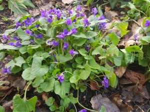 Brighten your space with Viola hirsutula 'Southern Woodland Violet' in a 15cm pot, featuring clusters of small purple blooms and green leaves that thrive among brown fallen leaves.