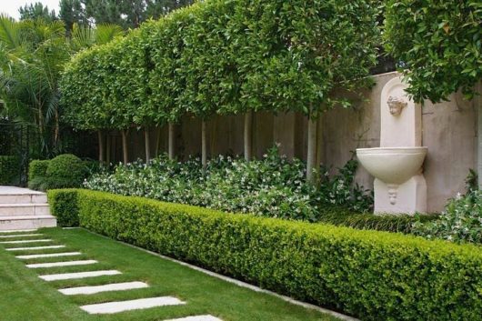 A manicured garden with a line of small trees—perfect for choosing the right ficus for your garden—box hedge, a stone path, and a wall-mounted decorative fountain.