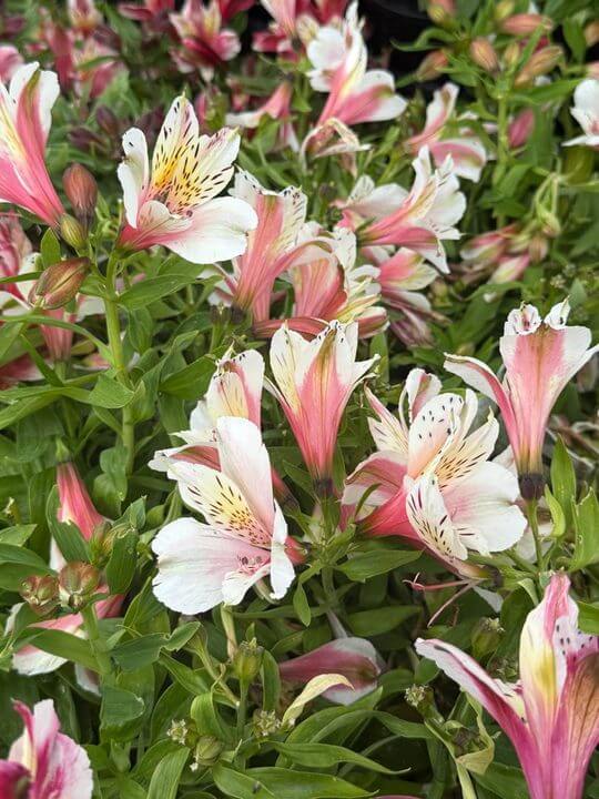 A cluster of Alstroemeria 'Inca Fire' Peruvian Lily in a 15cm pot, featuring striking pink and white blooms with green leaves and buds.