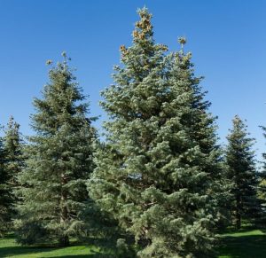A group of tall evergreen Abies concolor 'White Fir' trees stands on grass under a clear sky, ideal for planting in an 8" pot.
