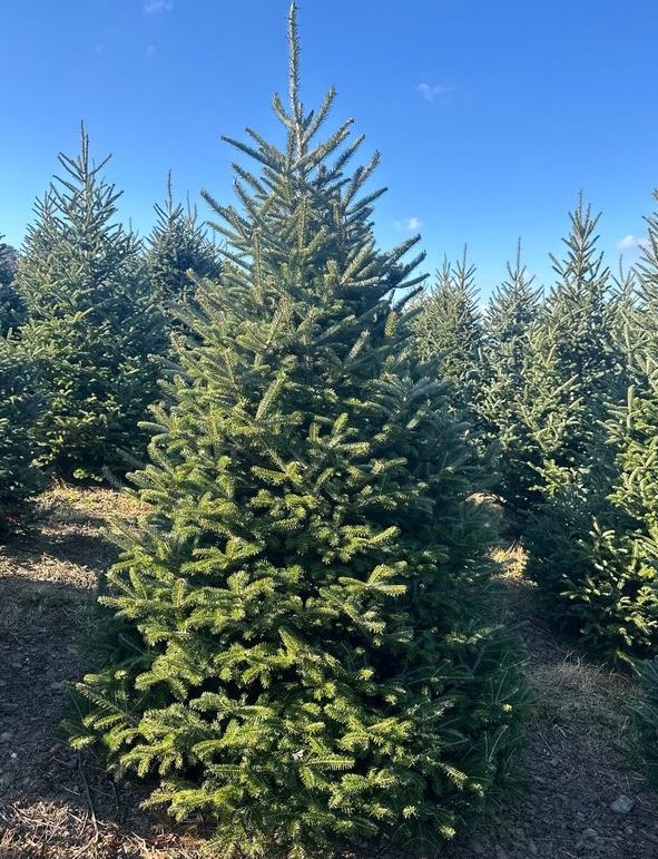 An Abies fraseri 'Fraser's Fir' 8" Pot stands in a field of similar trees beneath a clear blue sky.