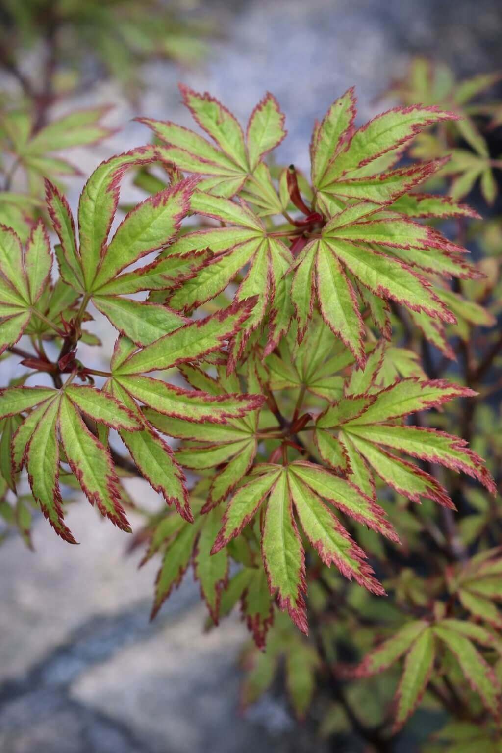 Acer 'Ao Kanzashi' Maple 13" Pot