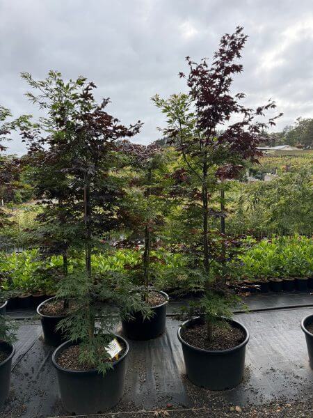 Three potted Japanese maple trees with reddish-green leaves are displayed outdoors on a black tarpaulin under a cloudy sky.