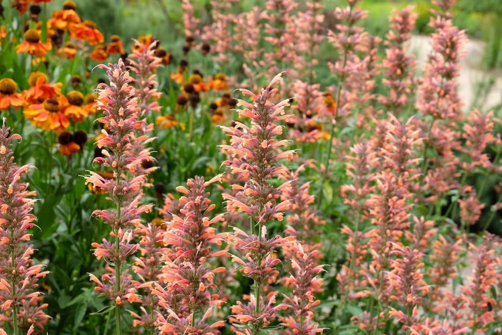 Agastache 'Salmon and Pink Fiesta' 6" Pot blooms with dense pinkish-orange flowers in the foreground, set against yellow-orange coneflowers and lush green foliage in the background.