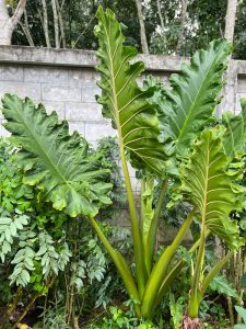 Large green leaves of an Alocasia 'Portodora Elephant Ear' in a 7" pot grow by a stone wall, surrounded by smaller foliage and trees.