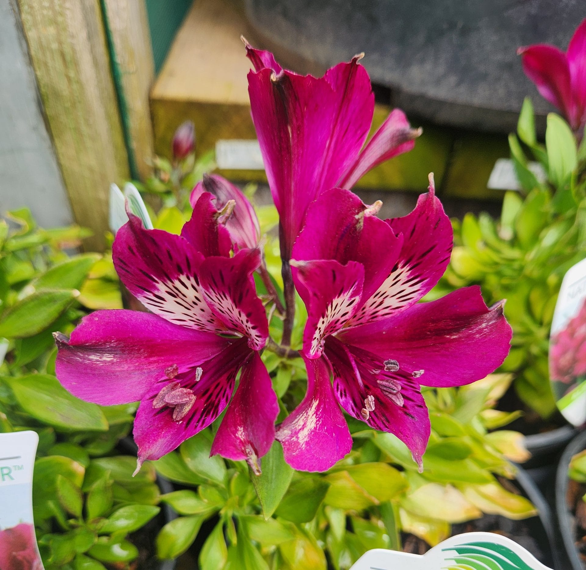 Close-up of two vibrant magenta alstroemeria flowers with dark streaks and spots on the petals, surrounded by green foliage.