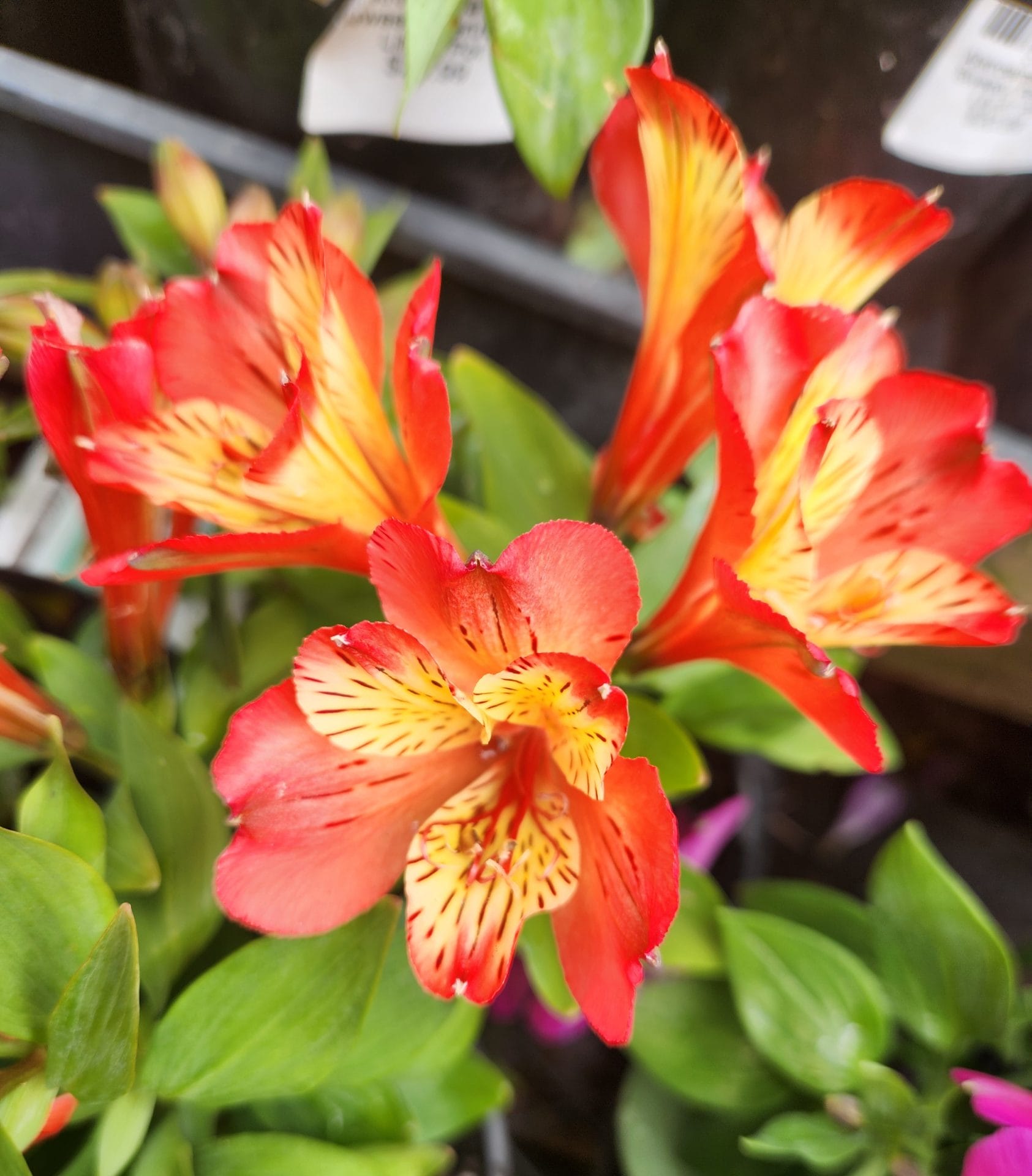 Close-up of vibrant orange and yellow alstroemeria flowers with green leaves in the background.