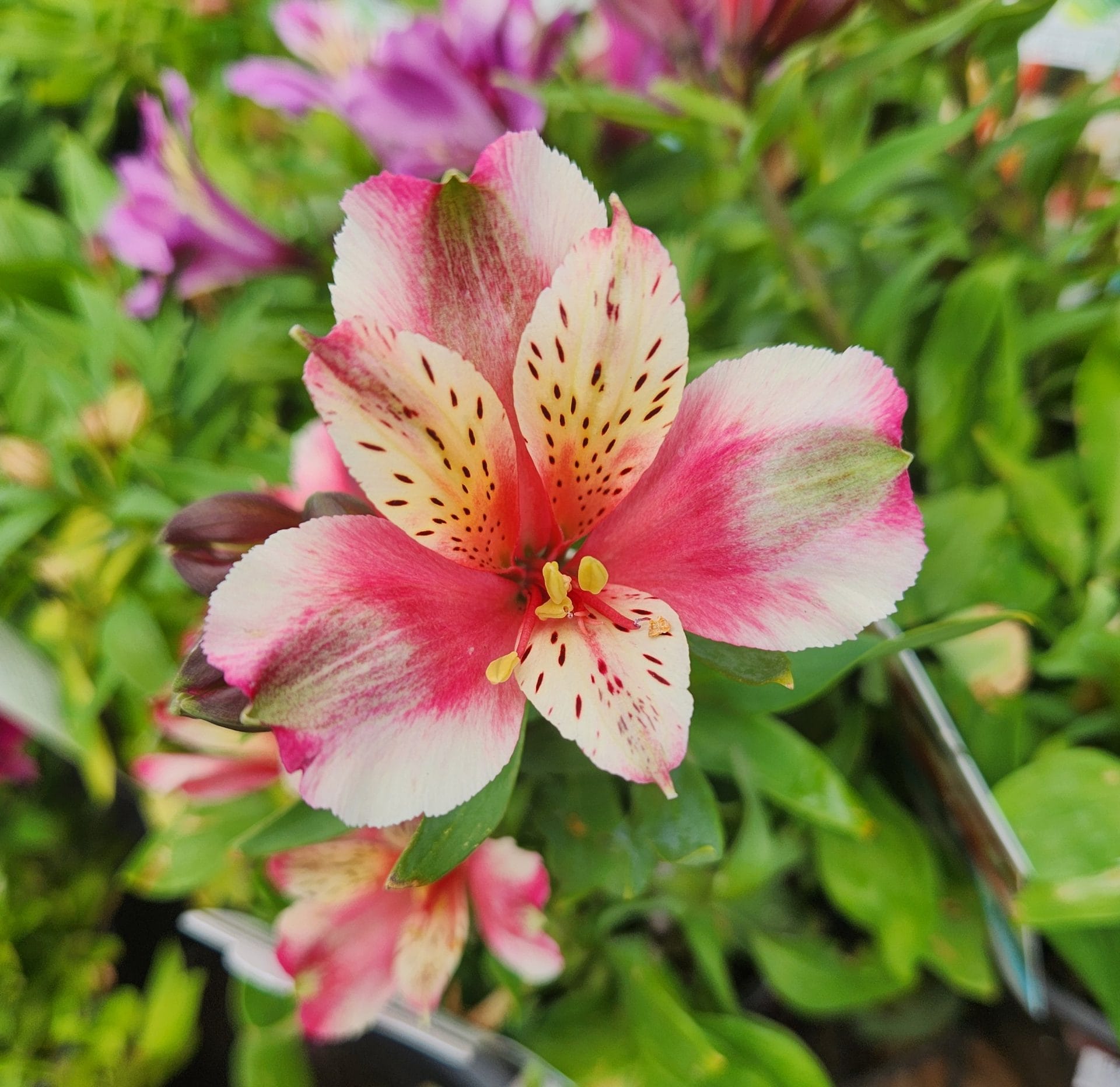 Close-up of a pink and white Alstroemeria flower with speckled petals, surrounded by green leaves and blurred flowers in the background.
