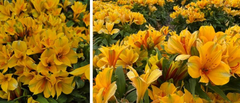 Clusters of bright yellow lilies with green foliage, perfect for a charming cottage garden, shown in close-up on the left and in a wider view on the right.