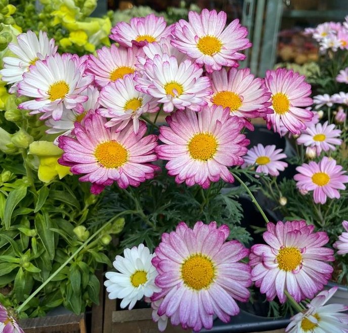 A 10" hanging basket of Argyranthemum 'Bicolour Rose' features pink and white daisy-like blooms with yellow centres, lush green foliage, and is perfect for outdoor settings.