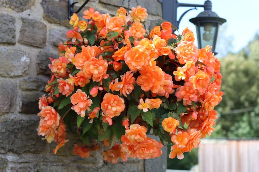 A Begonia Tuberous 'Orange and Red Edge' 10" Hanging Basket is displayed on a stone wall beneath an outdoor lantern, showcasing its vibrant orange flowers.