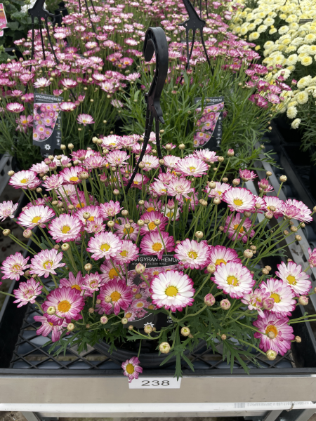An Argyranthemum 'Bicolour Rose' 10" Hanging Basket with pink and white daisy flowers sits on a display table at the garden centre, surrounded by other vibrant pots.
