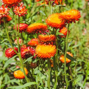 Bracteantha bracteata Orange Native paper daisy or strawflower everlasting daisy