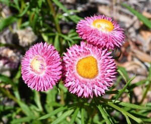 Bracteantha bracteata Orange Native paper daisy or strawflower everlasting daisy