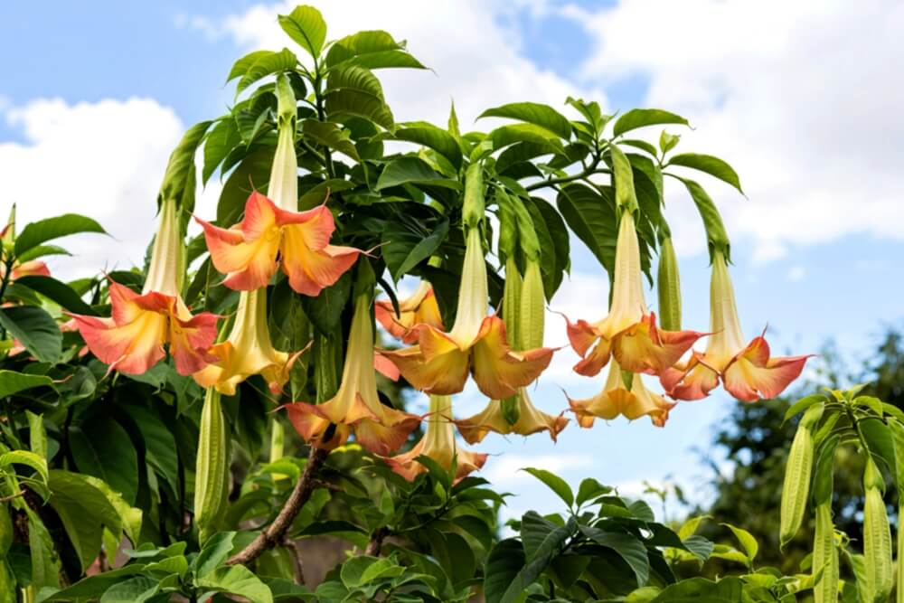 A tree with large, trumpet-shaped flowers in shades of yellow, orange, and pink hanging downwards against a blue sky with clouds.