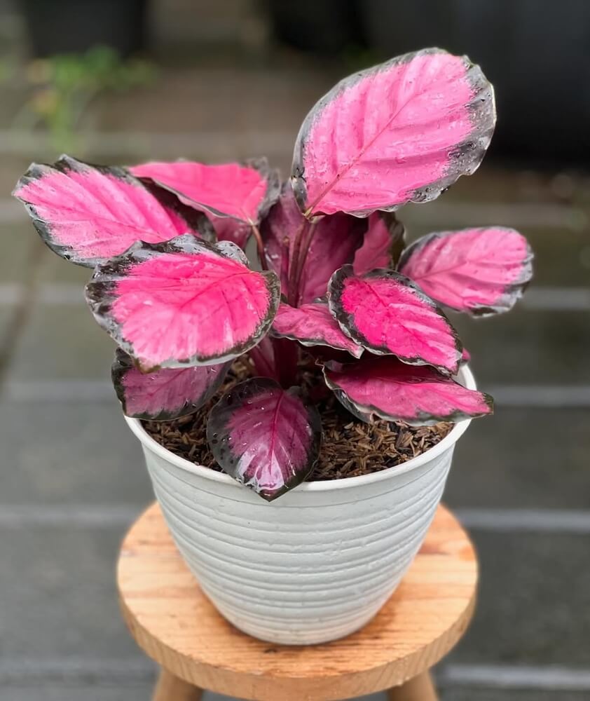 The Calathea 'Crimson' Peacock Plant, featuring striking pink and green leaves, comes in a 10cm pot and is displayed on a wooden stool with a blurred outdoor backdrop.