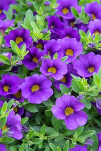 Close-up of numerous vibrant purple flowers with yellow centres surrounded by green leaves.