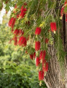 Red bottlebrush flowers hang from the branches of a tree with long, narrow green leaves, set against a background of greenery.