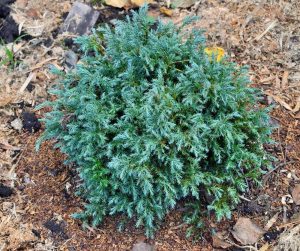 The Chamaecyparis 'Snow White' Conifer 20cm Pot is a compact, bushy shrub with dense blue-green needle foliage, ideal for garden beds mulched to retain moisture and maintain a tidy appearance.