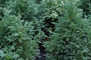 Dense green foliage of several Chamaecyparis 'Boulevard' shrubs in 8" pots fills the frame, featuring needle-like leaves and a soft, bushy texture.