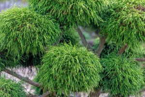 Close-up of dense, thread-like green foliage on the branches of a Chamaecyparis 'Dwarf Threadleaf Sawara Cypress' in an 8" pot.