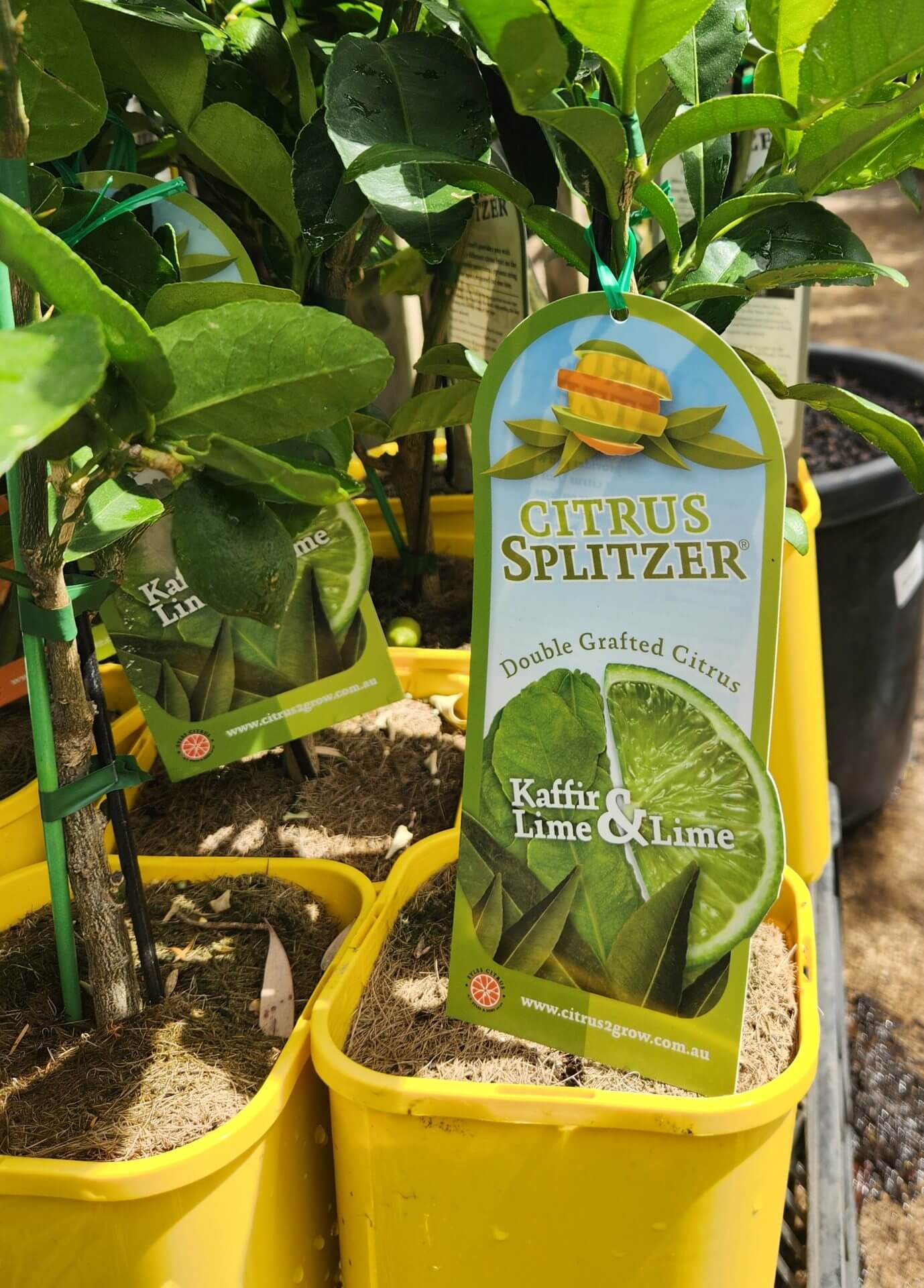 Citrus Splitzer 'Kaffir Lime and Lime' 4L Pot