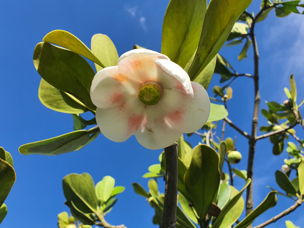 A white flower with a green and yellow centre and pink accents blooms among the glossy leaves of a Clusia 'Autograph Tree' 7" against a blue sky.
