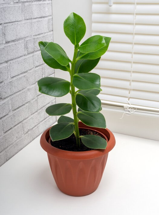 A Clusia 'Autograph Tree' 7" with thick, shiny leaves sits on a white surface near a window with closed white blinds and a grey brick wall.