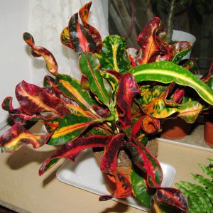 A potted croton plant with green, yellow, and red variegated leaves sits on a table near a window with lace curtains.