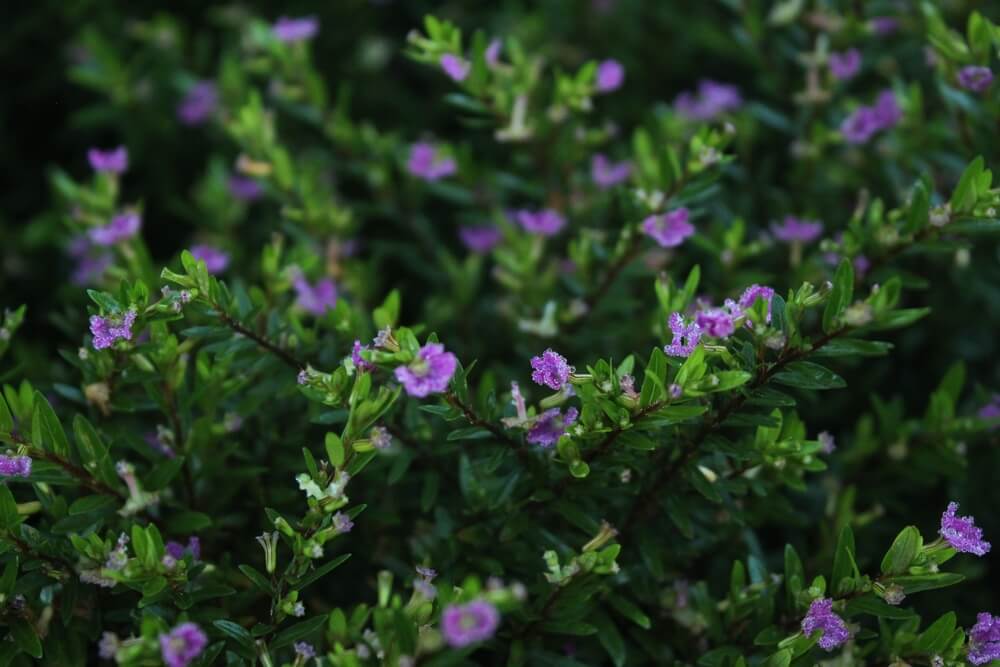 Cuphea 'Violet' 15cm Pot features dense green foliage and clusters of small violet flowers decorating the branches.