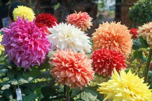 Dahlia 'Assorted Varieties' 7" Pot features large, colourful blooms in pink, white, orange, red, and yellow—ideal for adding vibrant beauty to any garden or patio.