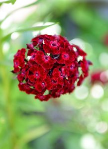 A close-up of Dianthus 'Dart Pink Raspberry' flowers in a 15cm pot, showcasing deep red blooms with blurred green foliage in the background.