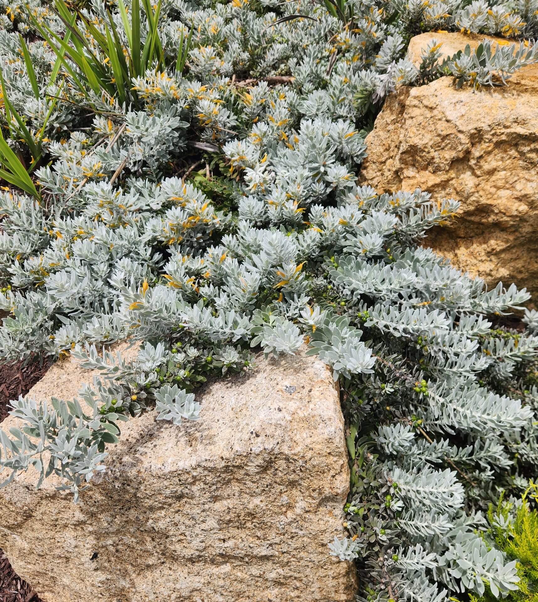 Eremophila glabra 'Silver Ball' 6" Pot
