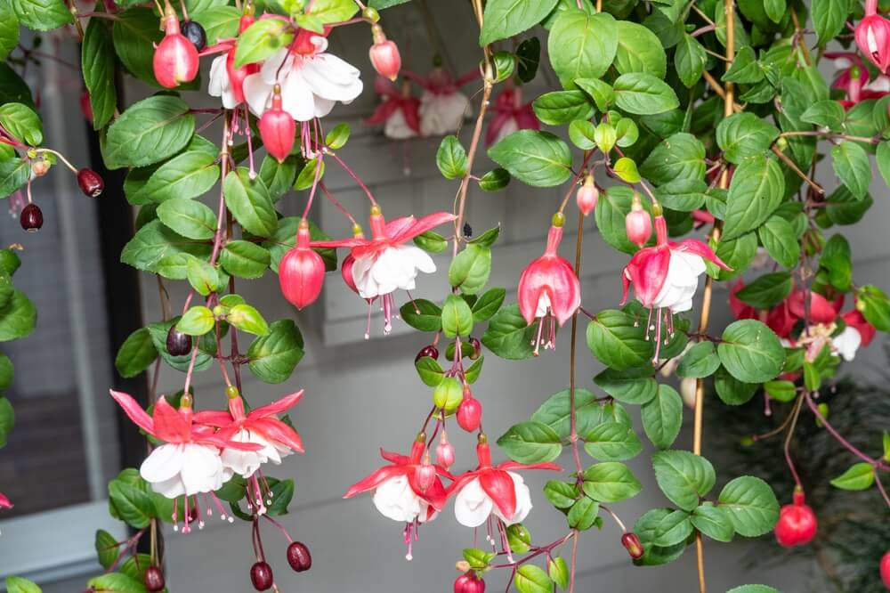 A close-up of a fuchsia plant with red and white flowers and green leaves hanging in front of a window.