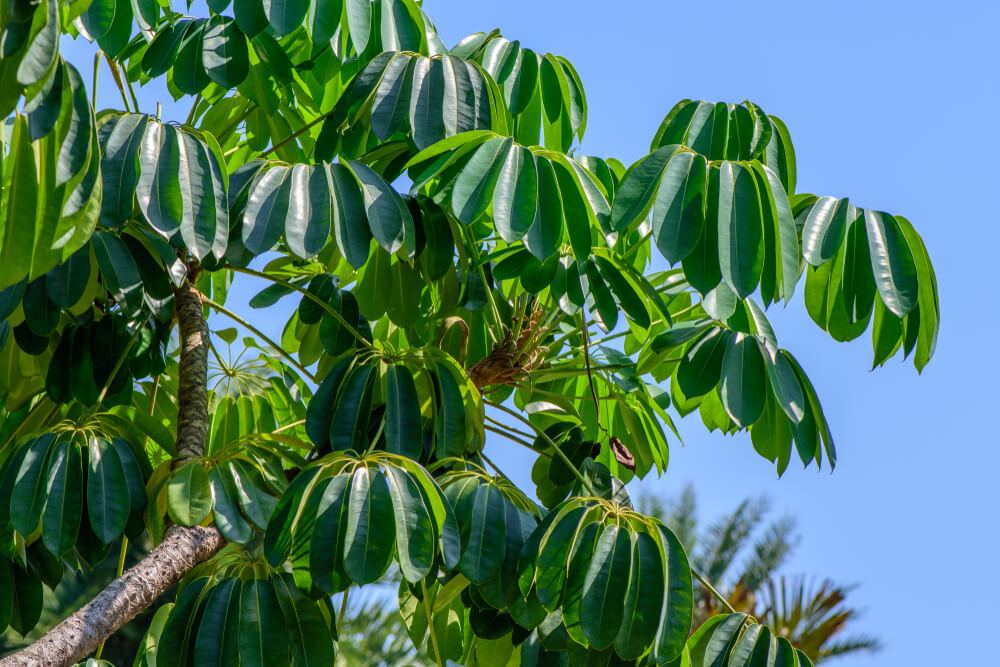 Schefflera actinophylla 'Australian Umbrella Tree' in a 15cm pot, featuring lush green leaves highlighted by sunlight against a clear blue sky.