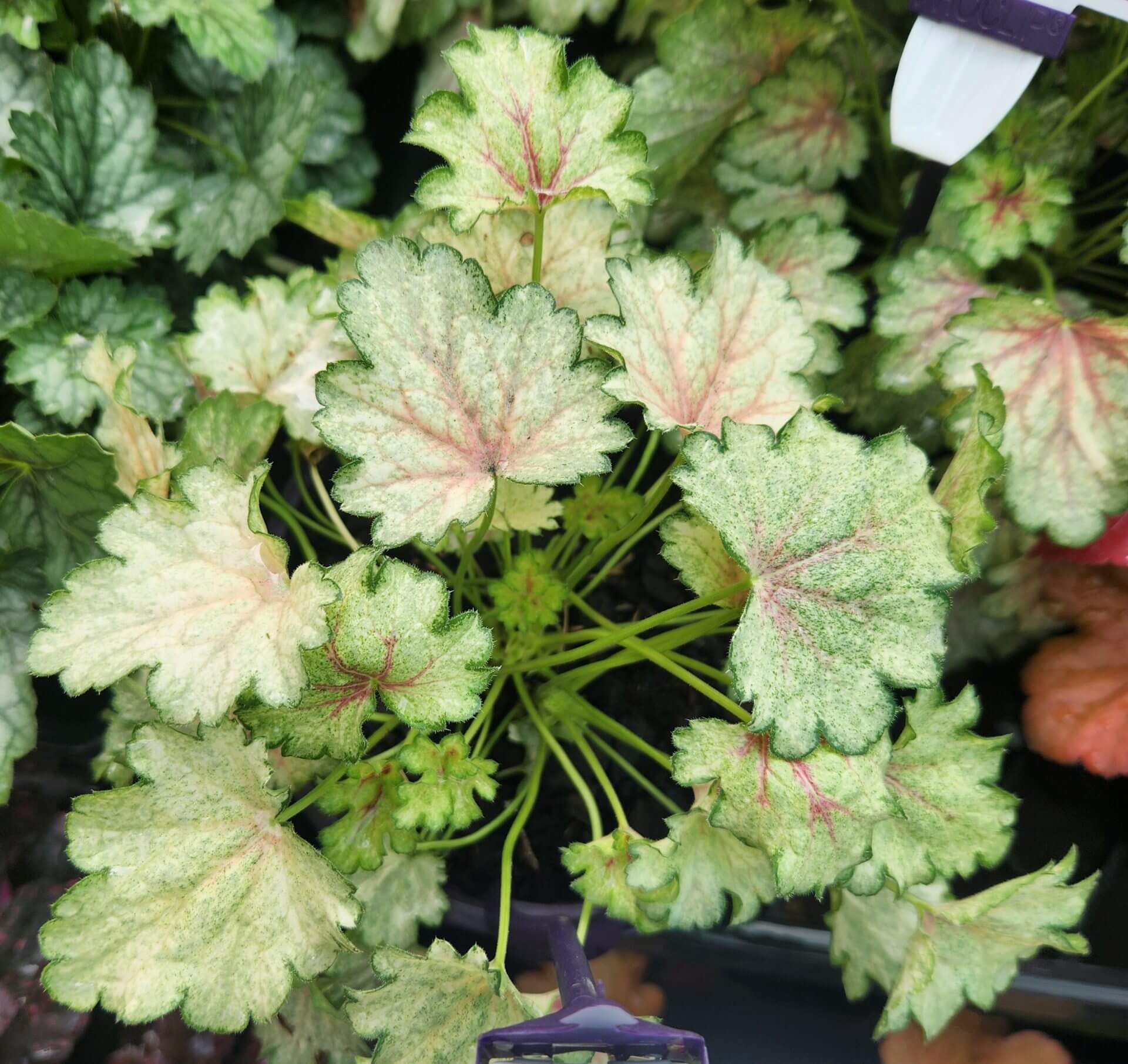 Heuchera 'Snowy Panky' Coral Bells 6" Pot