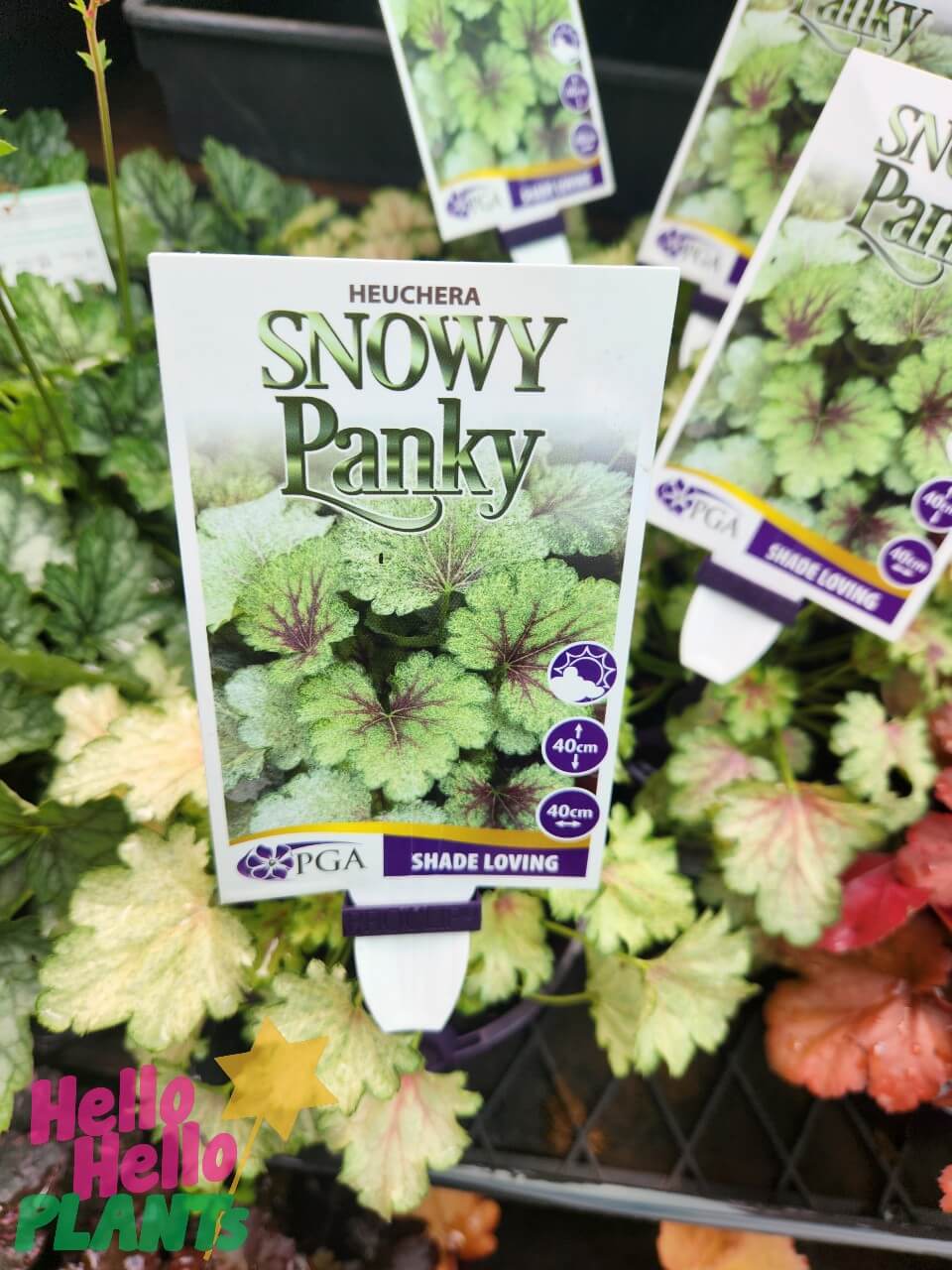 Heuchera 'Snowy Panky' Coral Bells 6" Pot