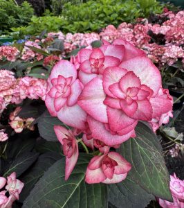 A cluster of pink and white hydrangea flowers with dark green leaves, surrounded by more hydrangea blooms in the background.