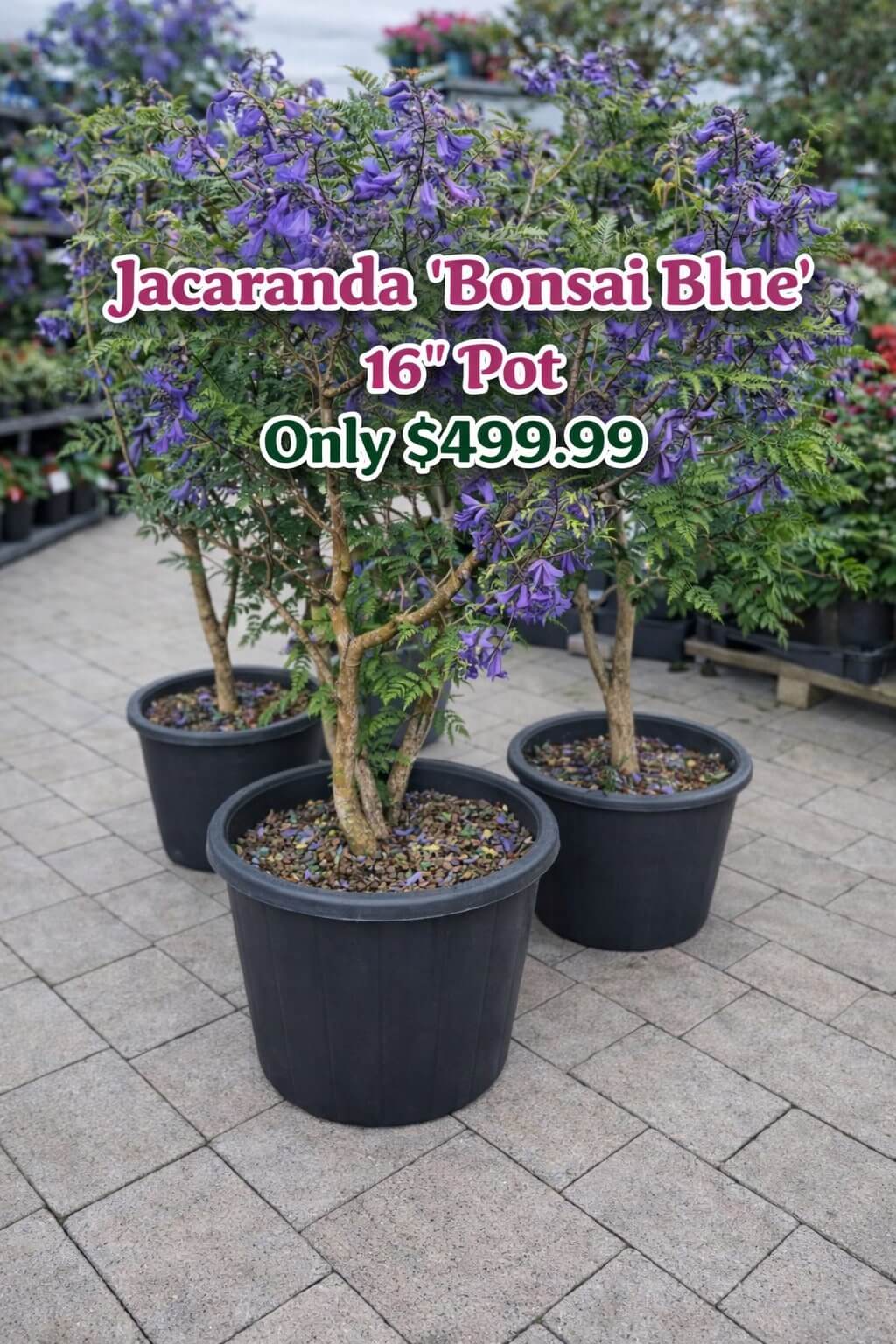 Three potted Jacaranda 'Bonsai Blue' trees displayed on a paved surface, perfect for a Cottage Garden. A sign shows 16" pot, price £499.99.