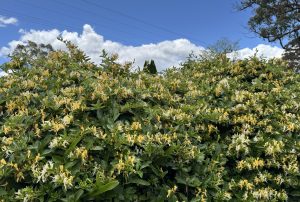 Lonicera 'Japanese Honeysuckle' in a 15cm pot features dense foliage and yellow-white blooms, perfect for sunny gardens. Enjoy this vibrant plant under the open sky.