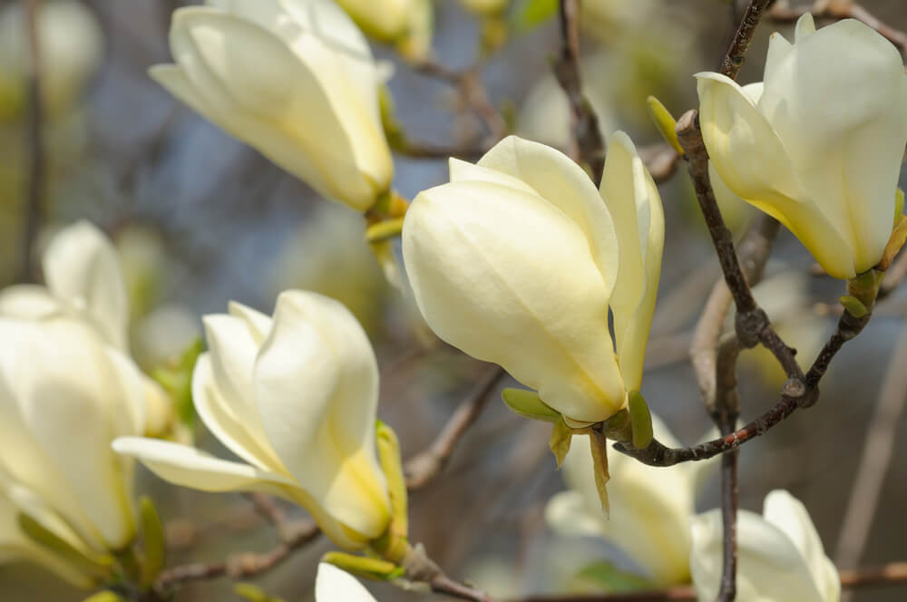 Magnolia 'Goldfinch' 16" Pot: Features pale yellow blooms on branches against a soft-focus floral and sky background. Perfect for brightening patios or gardens in a 16" pot.