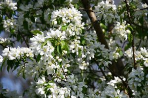 Branches of a Malus 'Raspberry Spear®' Crab Apple 13" Pot tree display clusters of small white flowers and green leaves in natural sunlight.