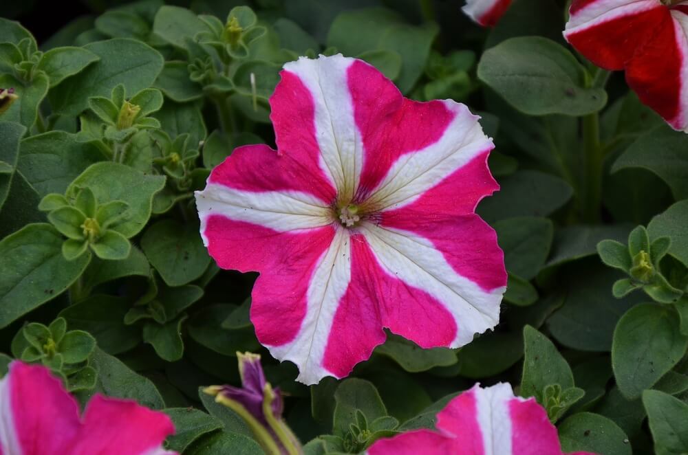 A single pink and white petunia flower with a star-like pattern blooms among green leaves.
