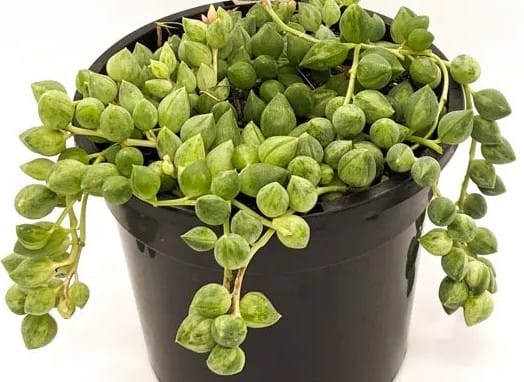 A 6-inch black plastic hanging basket featuring a trailing succulent with round green leaves, Senecio 'Clown Tears'.