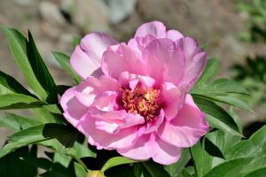 A close-up of a fully bloomed pink peony flower with green leaves in sunlight, set against a blurred natural background.