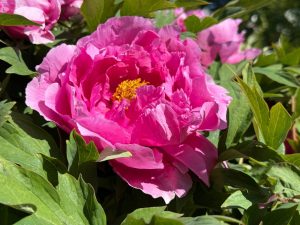 Close-up of a vibrant pink peony flower in full bloom, surrounded by green leaves under sunlight.